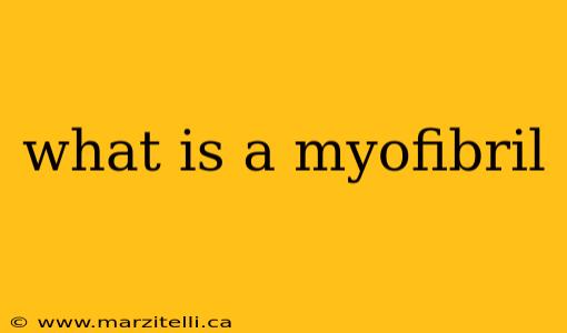 what is a myofibril