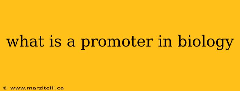 what is a promoter in biology