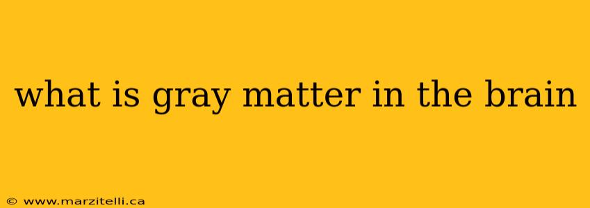 what is gray matter in the brain