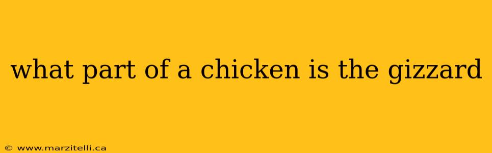 what part of a chicken is the gizzard