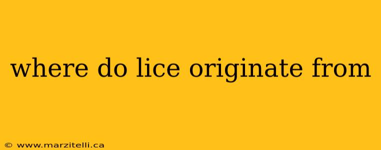 where do lice originate from