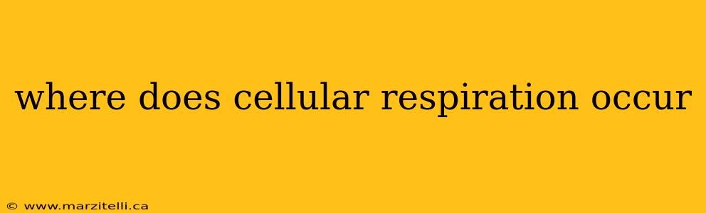 where does cellular respiration occur