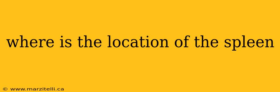 where is the location of the spleen