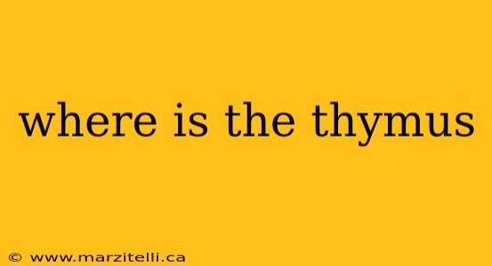 where is the thymus