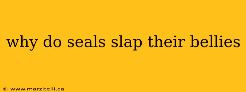 why do seals slap their bellies